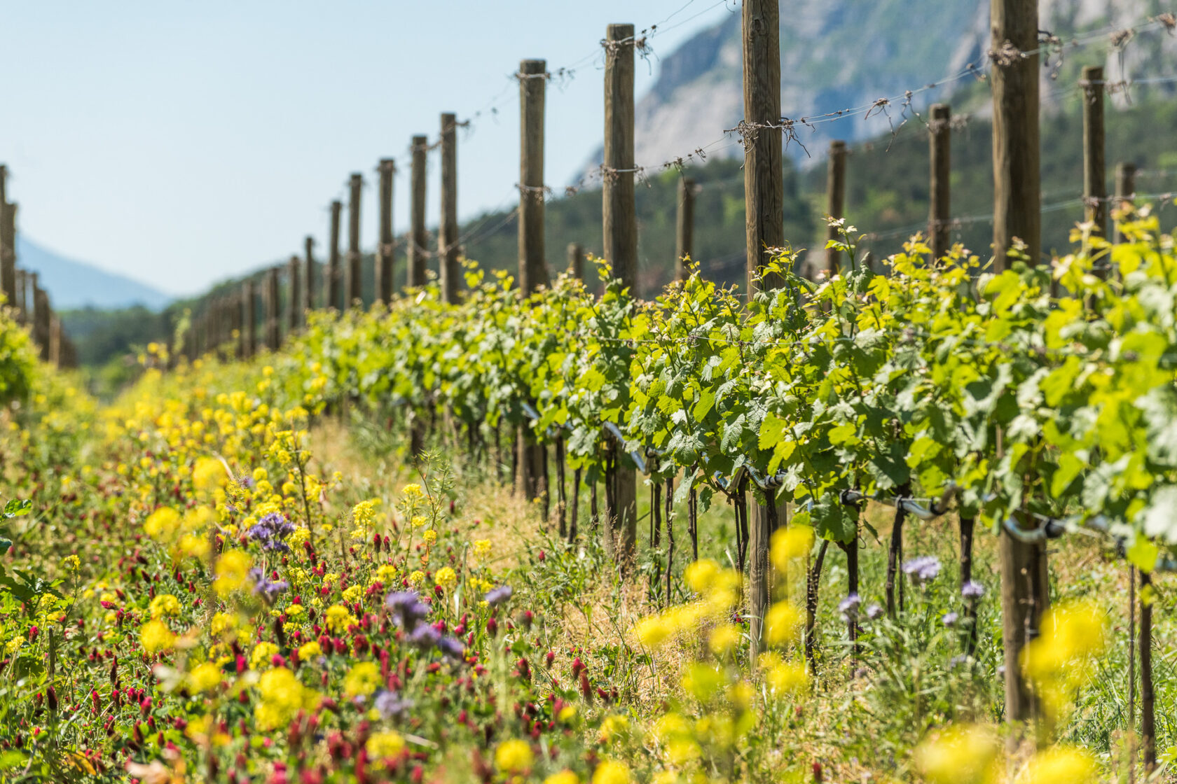 Sostenibilità, valore diffuso (e competitivo) dell’agricoltura italiana. Il Rapporto AGRIcoltura100