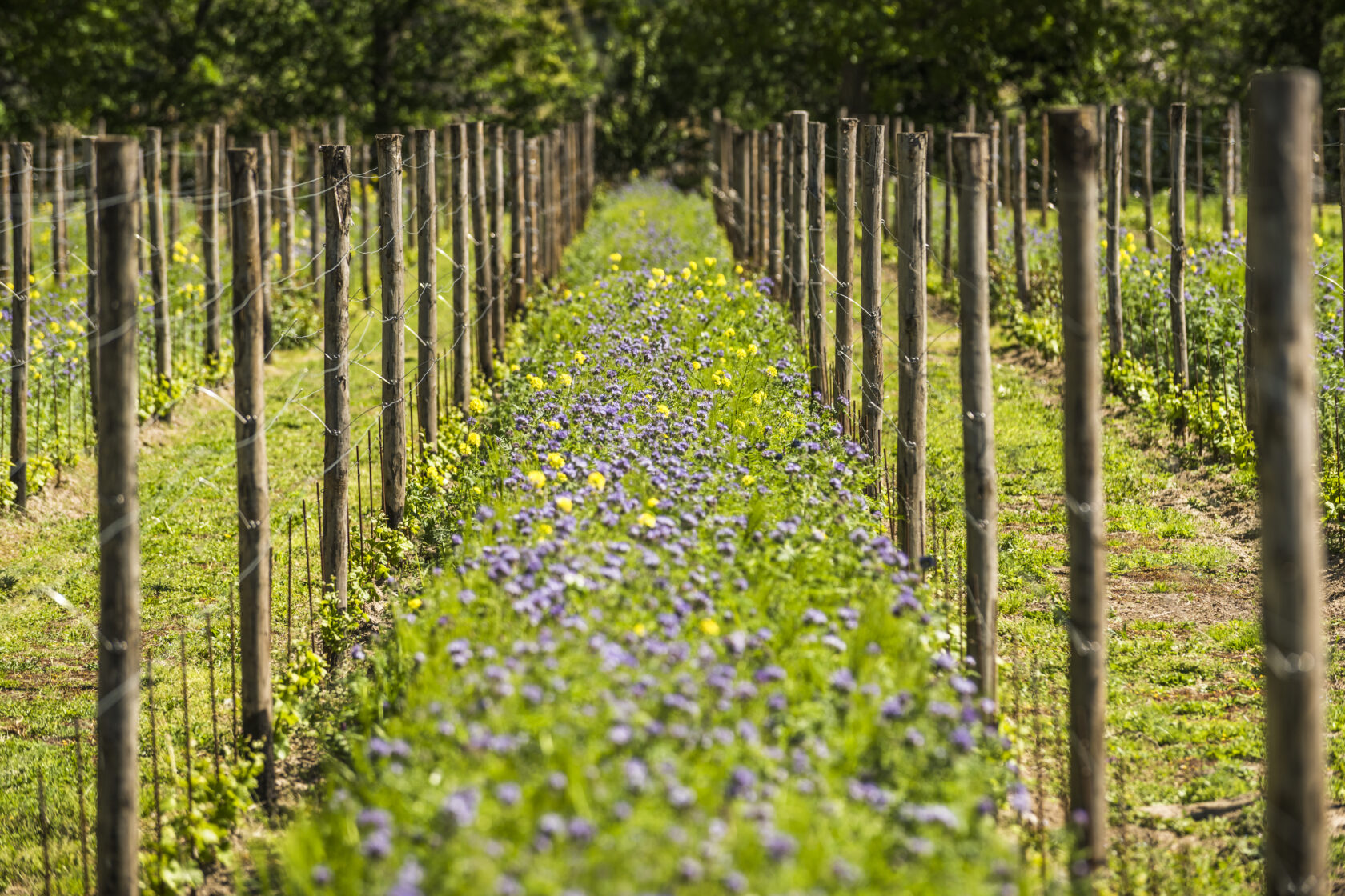 Cantina Toblino, hi-tech excellence in the Valle dei Laghi