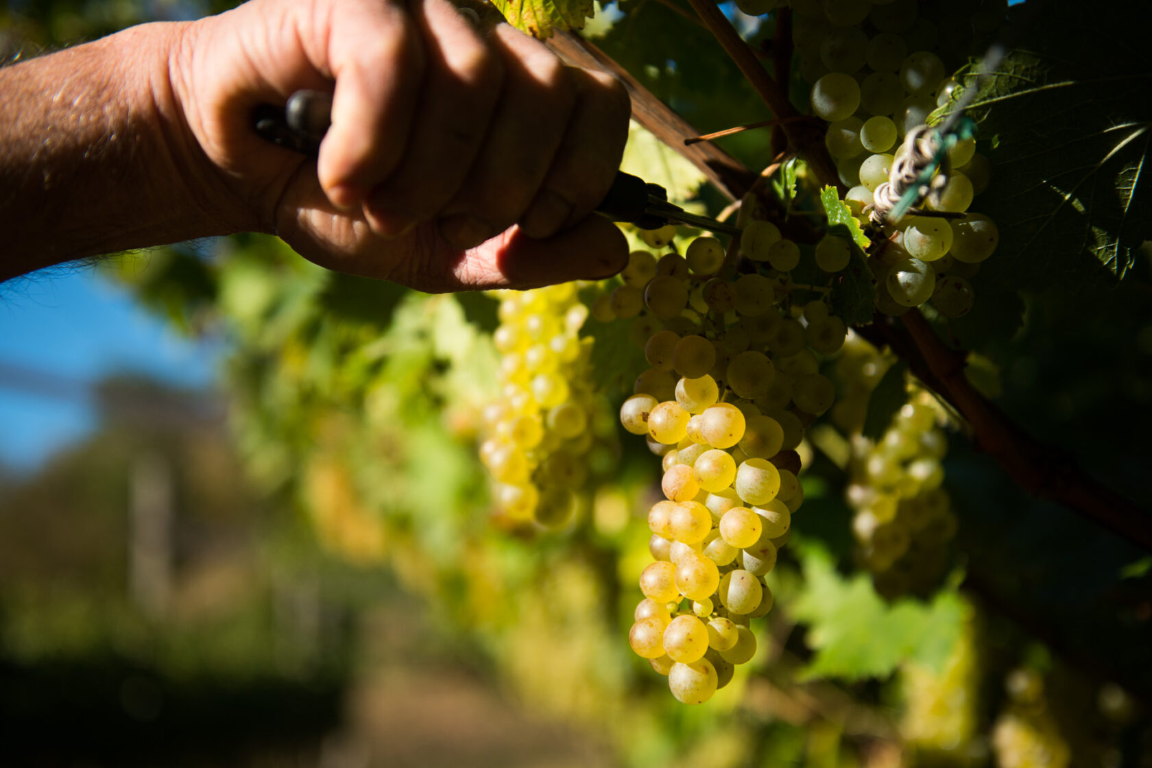 Microsoft and Cantina Toblino: excellence and technology in the Valle dei Laghi