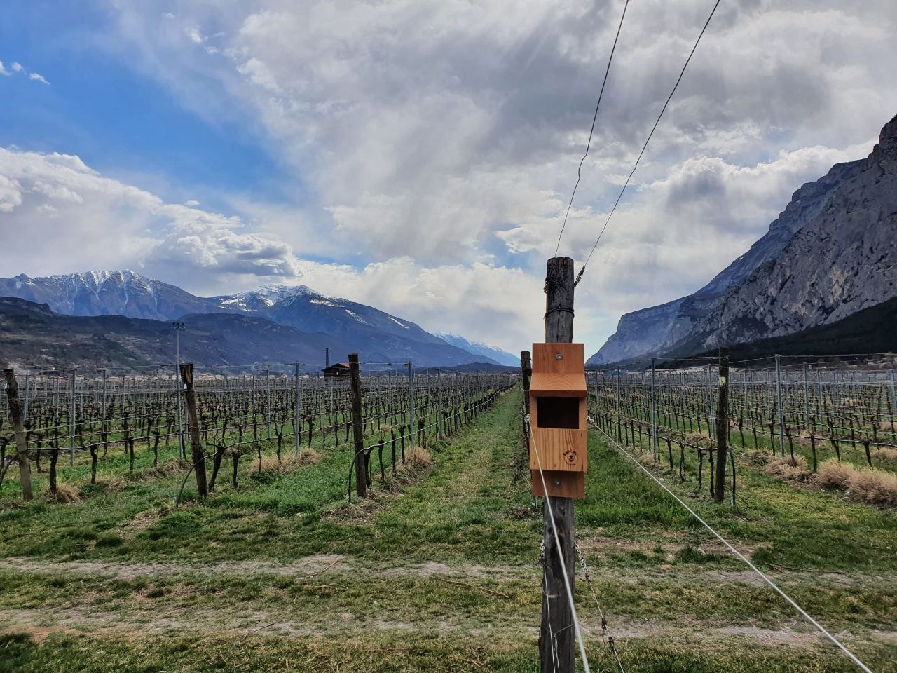 Cantina Toblino: A New Project to Support Biodiversity in the Vineyard Between Sustainability and Social Impact.