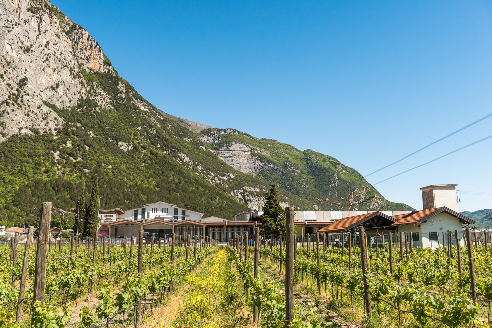 Cantina Toblino: example of sustainability and protection of the territory