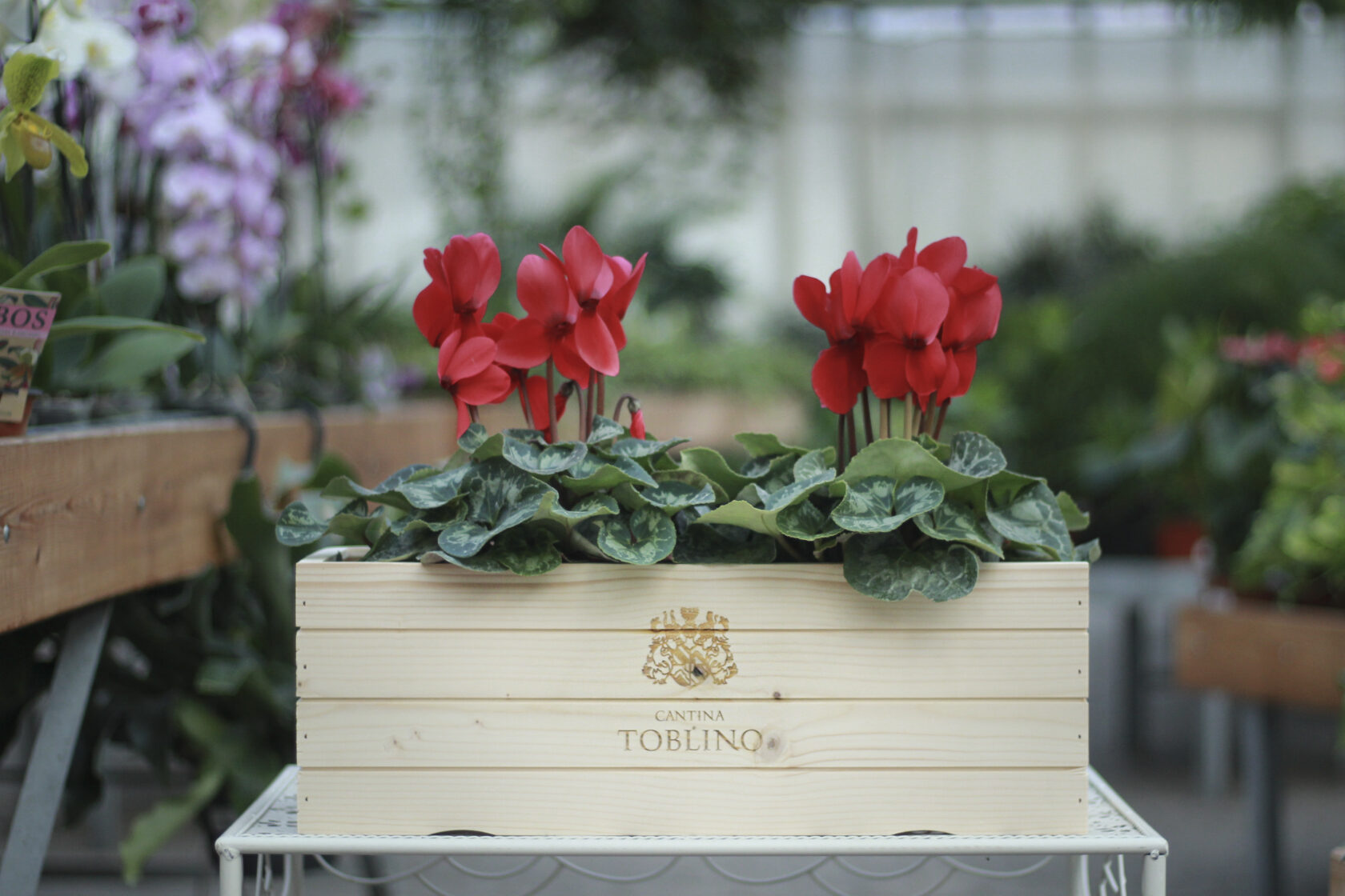 The wine box is reborn and becomes a vase: an eco-sustainable idea signed by Cantina Toblino